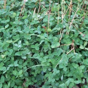 Medium red clover